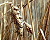 Net Cereal Deficits Increase in Developing Countries