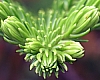 Pine Plantations Continue to Spread